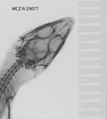 Media type: image;   Herpetology R-29077